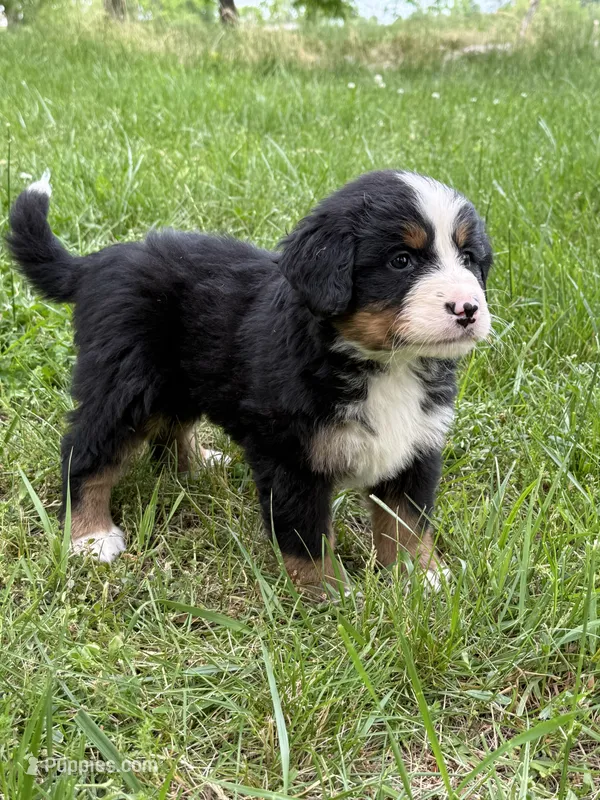 Bruiser – Bernese Mountain Dog puppy for sale in New Concord, OH