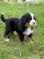 Bruiser, a male Bernese Mountain Dog for sale in New Concord, OH – 1 of 2