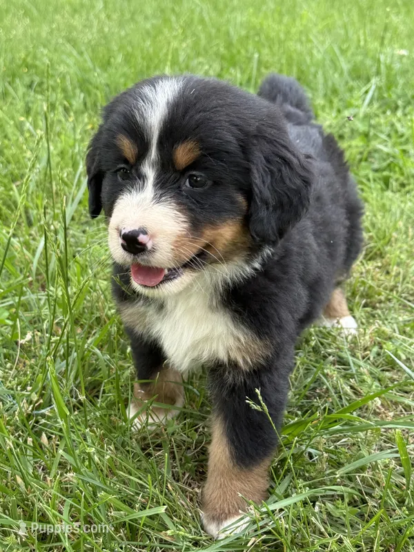 Anne – Bernese Mountain Dog puppy for sale in New Concord, OH