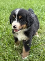 Anne, a female Bernese Mountain Dog for sale in New Concord, OH – 1 of 3