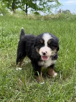 Bruiser, a male Bernese Mountain Dog for sale in New Concord, OH – 2 of 2