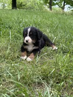 Cooper, a male Bernese Mountain Dog for sale in New Concord, OH – 2 of 3
