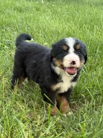 Fiesta, a female Bernese Mountain Dog for sale in New Concord, OH – 2 of 3