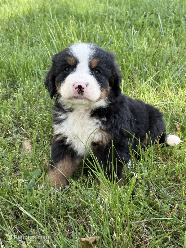 Fiona – Bernese Mountain Dog puppy for sale in New Concord, OH