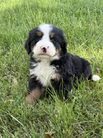 Fiona, a female Bernese Mountain Dog for sale in New Concord, OH – 1 of 4