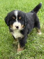 Anne, a female Bernese Mountain Dog for sale in New Concord, OH – 2 of 3