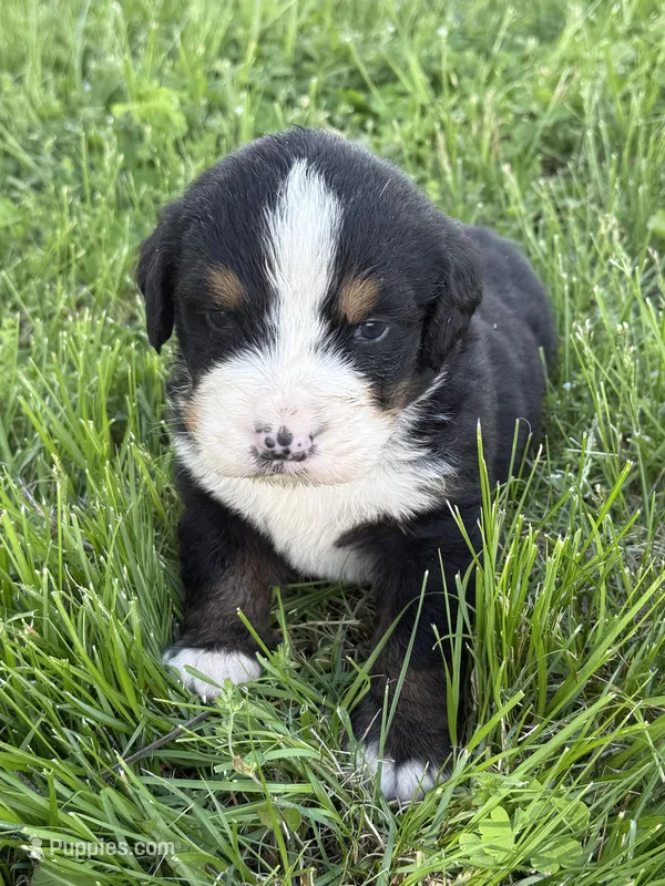 Asher – Bernese Mountain Dog puppy for sale in New Concord, OH