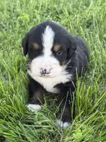 Asher, a male Bernese Mountain Dog for sale in New Concord, OH – 5 of 5