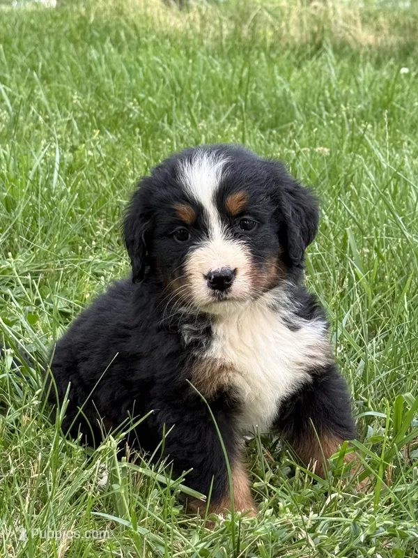 Lulu – Bernese Mountain Dog puppy for sale in New Concord, OH