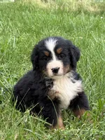 Lulu, a female Bernese Mountain Dog for sale in New Concord, OH – 1 of 2