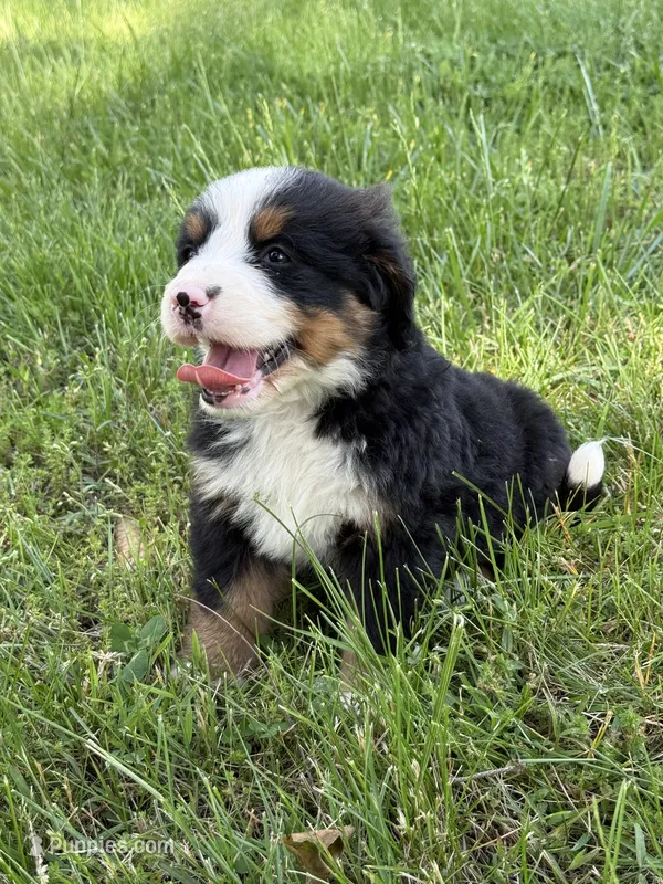 Fiona – Bernese Mountain Dog puppy for sale in New Concord, OH