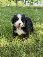 Fiona, a female Bernese Mountain Dog for sale in New Concord, OH – 4 of 4