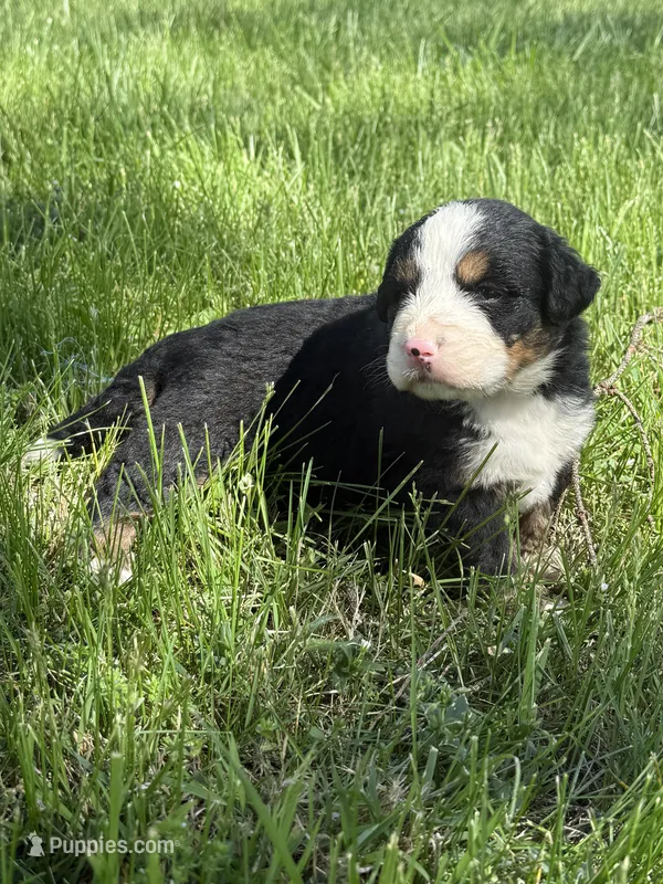 Fiona – Bernese Mountain Dog puppy for sale in New Concord, OH