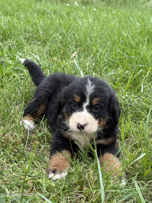 Livvi – Bernese Mountain Dog puppy for sale in New Concord, OH