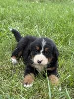 Livvi, a female Bernese Mountain Dog for sale in New Concord, OH – 1 of 1