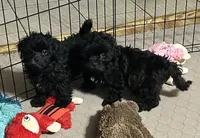 Jack, a male Shihpoo for sale in Gloucester, VA – 9 of 10