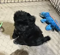 Annie, a female Shihpoo for sale in Gloucester, VA – Photo 4 of 10