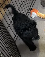 Annie, a female Shihpoo for sale in Gloucester, VA – Photo 1 of 10