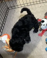 Annie, a female Shihpoo for sale in Gloucester, VA – Photo 3 of 10