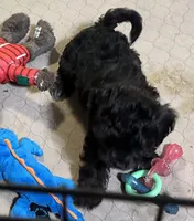 Annie, a female Shihpoo for sale in Gloucester, VA – Photo 2 of 10