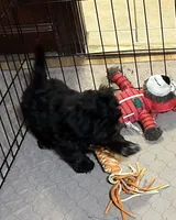 Annie, a female Shihpoo for sale in Gloucester, VA – Photo 6 of 10