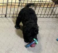 Annie, a female Shihpoo for sale in Gloucester, VA – Photo 10 of 10