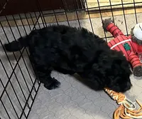 Annie, a female Shihpoo for sale in Gloucester, VA – Photo 7 of 10