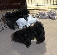 Bingo, a male Shihpoo for sale in Gloucester, VA – 4 of 6