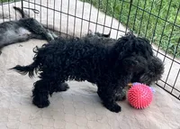 Bella, a female Shihpoo for sale in Gloucester, VA – 2 of 4