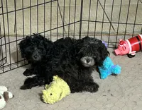 Bonnie, a female Shihpoo for sale in Gloucester, VA – 5 of 6