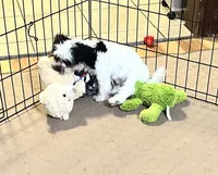 Oreo, a male Shihpoo for sale in Gloucester, VA – 4 of 10