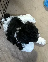 Eva, a female Shihpoo for sale in Gloucester, VA – 4 of 9