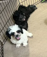 Pandy Andy, a male Shihpoo for sale in Gloucester, VA – 7 of 10