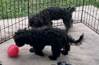 Macey, a female Shihpoo for sale in Gloucester, VA – 3 of 4