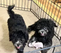 Oscar, a male Shihpoo for sale in Gloucester, VA – 4 of 6