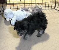 Baxter, a male Shihpoo for sale in Gloucester, VA – 1 of 7