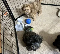 Rose, a female Shih Tzu and Poodle - Miniature  for sale in Gloucester, VA – 5 of 5
