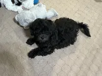 Daisy, a female Shihpoo for sale in Gloucester, VA – 8 of 8