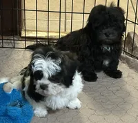 Davey, a male Shihpoo for sale in Gloucester, VA – 7 of 8