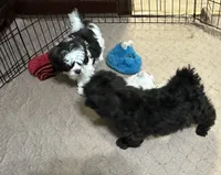 Daisy, a female Shihpoo for sale in Gloucester, VA – 4 of 8