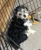 Darla, a female Yorkipoo for sale in Gloucester, VA – 6 of 8
