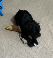 Dallas, a male Shihpoo for sale in Gloucester, VA – 4 of 9