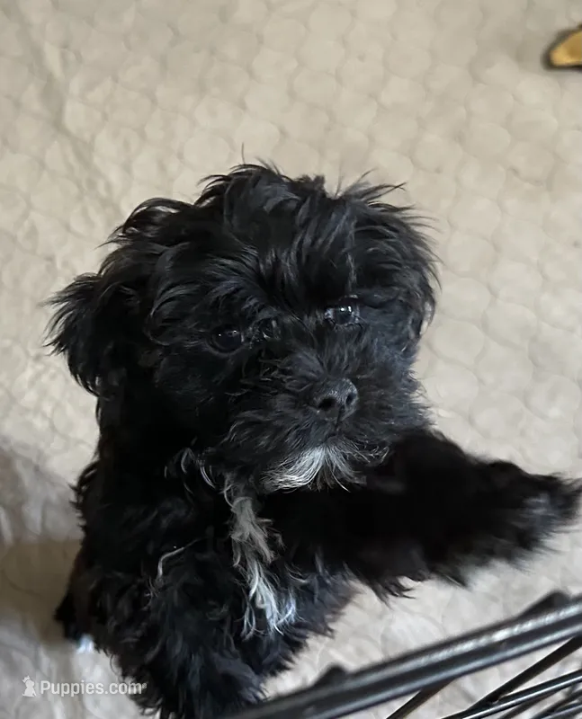 Daisy – Yorkipoo puppy for sale in Gloucester, VA