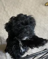 Daisy, a female Yorkipoo for sale in Gloucester, VA – 1 of 10