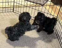 Bianca, a female Shihpoo for sale in Gloucester, VA – 6 of 7
