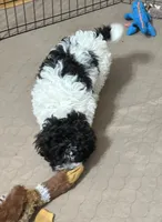 Milo, a male Shihpoo for sale in Gloucester, VA – 10 of 10