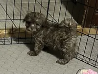 Mabel, a female Shihpoo for sale in Gloucester, VA – 3 of 6