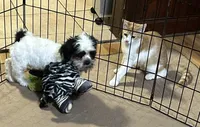Oreo, a male Shihpoo for sale in Gloucester, VA – 2 of 10