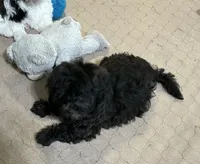 Daisy, a female Shihpoo for sale in Gloucester, VA – 7 of 8