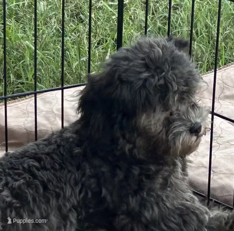 Sophie – Shihpoo, Poodle - Miniature  puppy for sale in Gloucester, VA